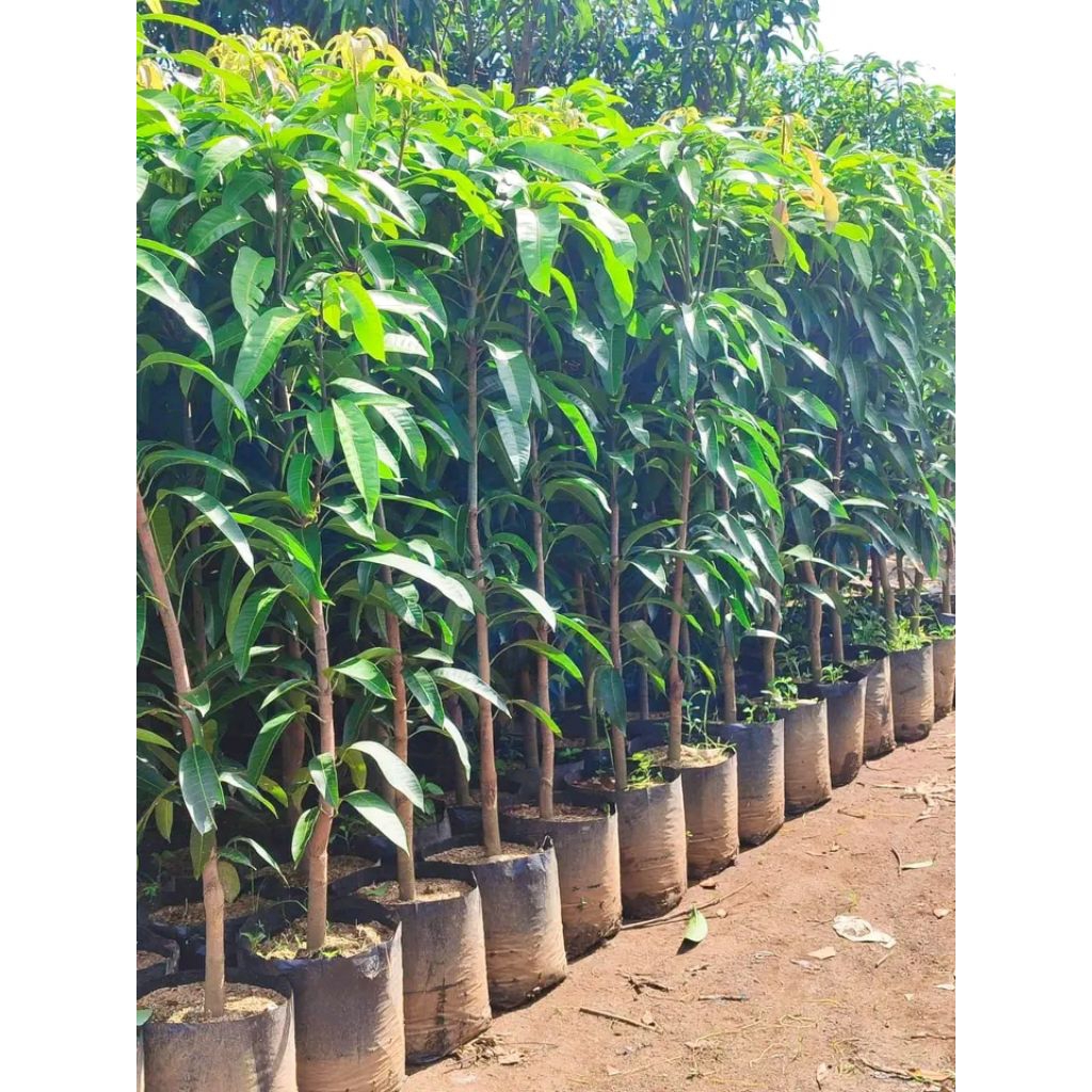 Bibit mangga kiyojay