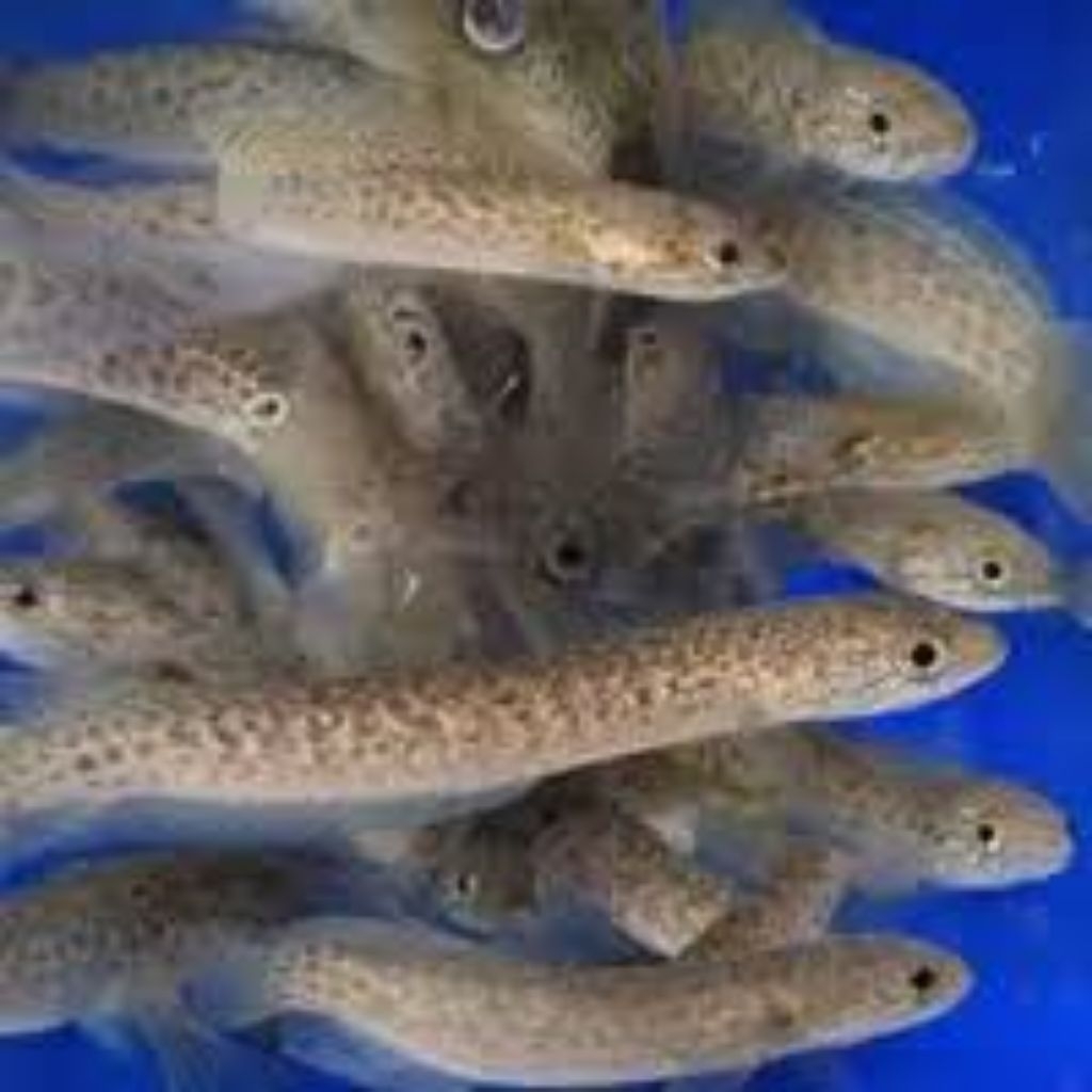 CHANNA ASIATICA RSP KALIMAYA RED SPOT CHANNA SIZE 4-6CM