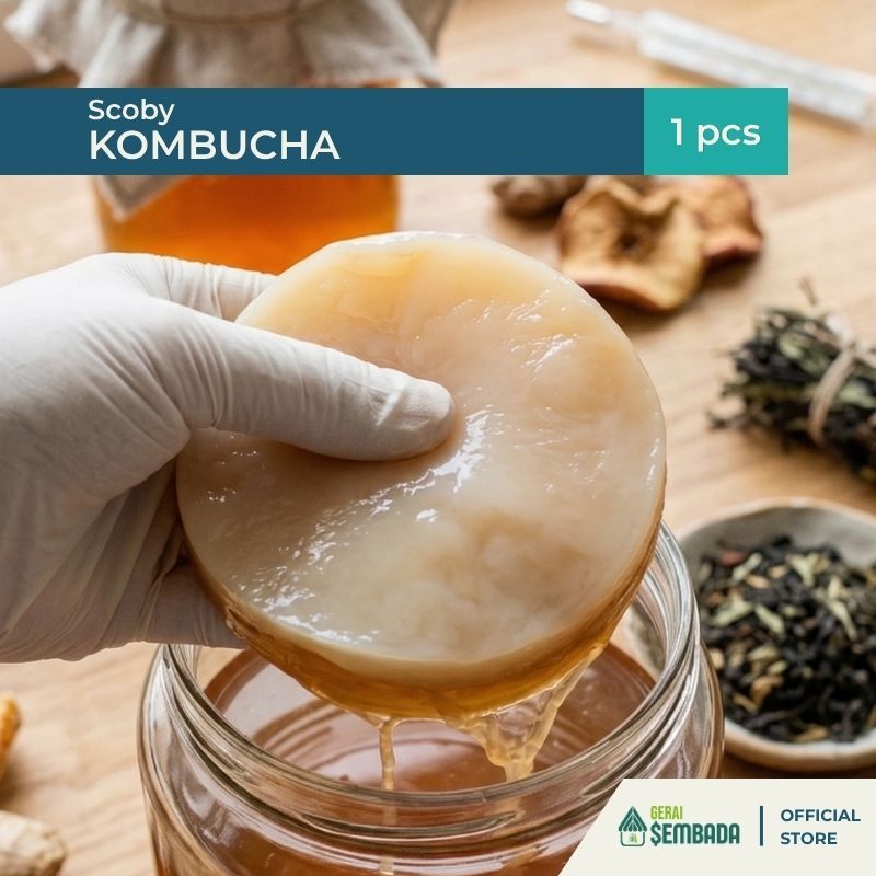 Scoby Teh Kombucha Bibit Jamur Kombucha / Starter Teh Kombucha Premium Organik