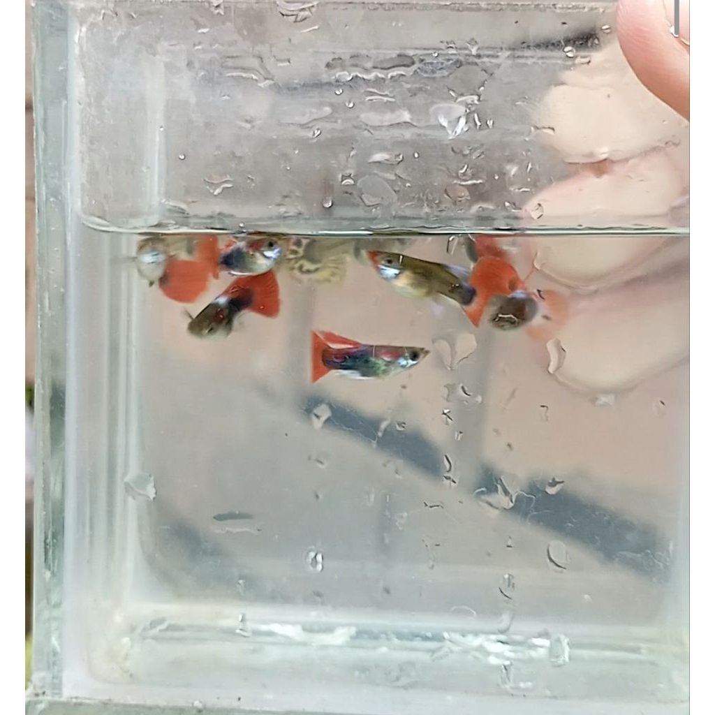 Hiasan Aquarium Paket 5 ekor Guppy Cendol Rijek