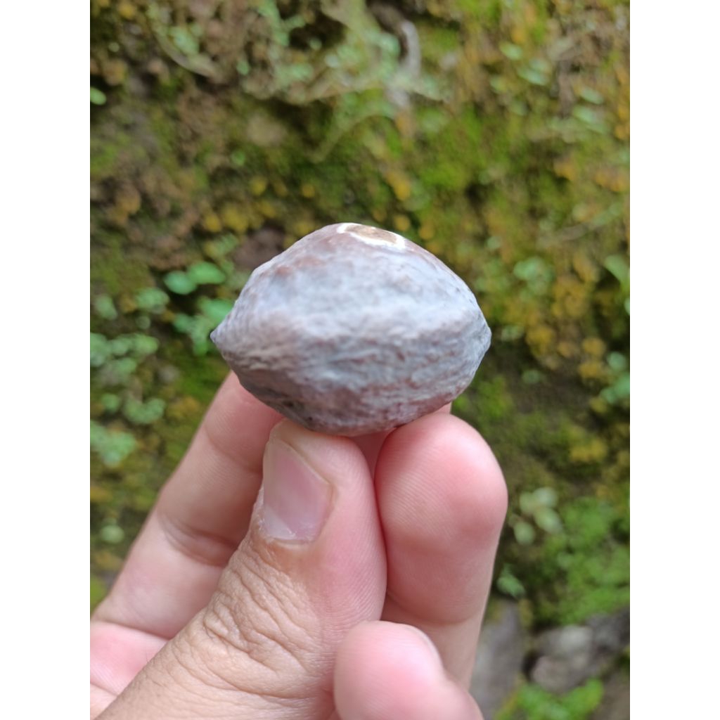 MuncangJalimJawa
