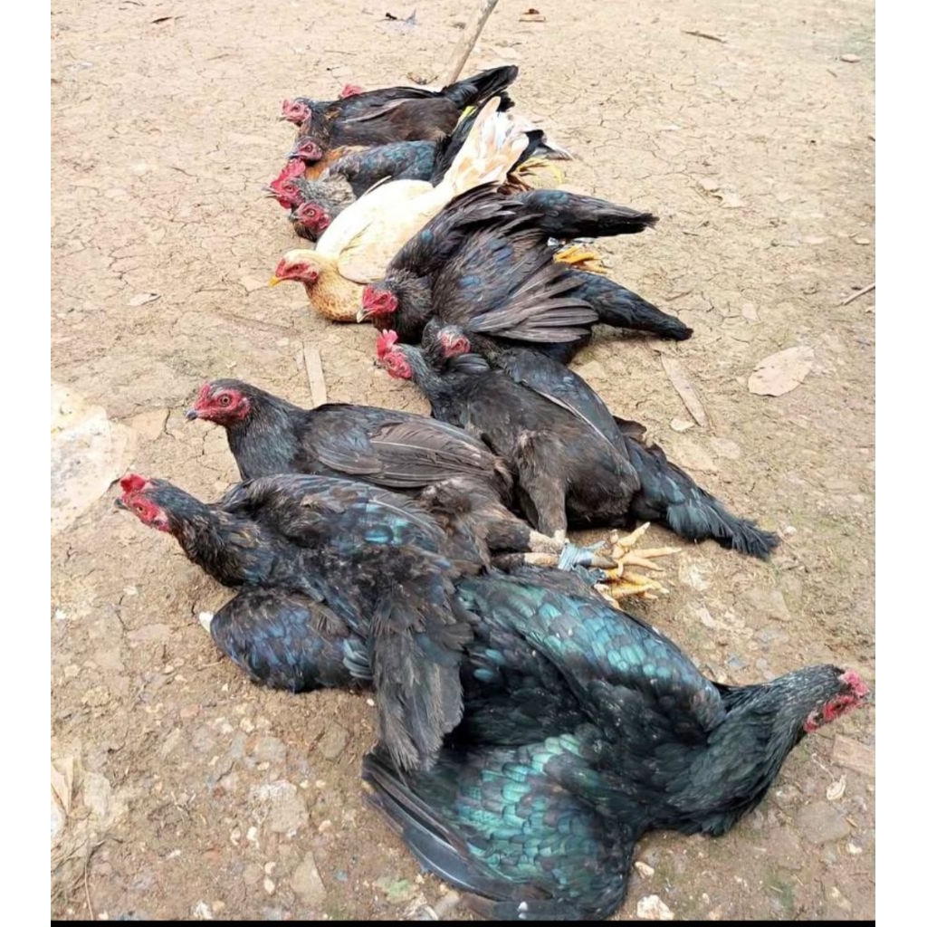 AYAM KAMPUNG ASLI AYAM POTONG