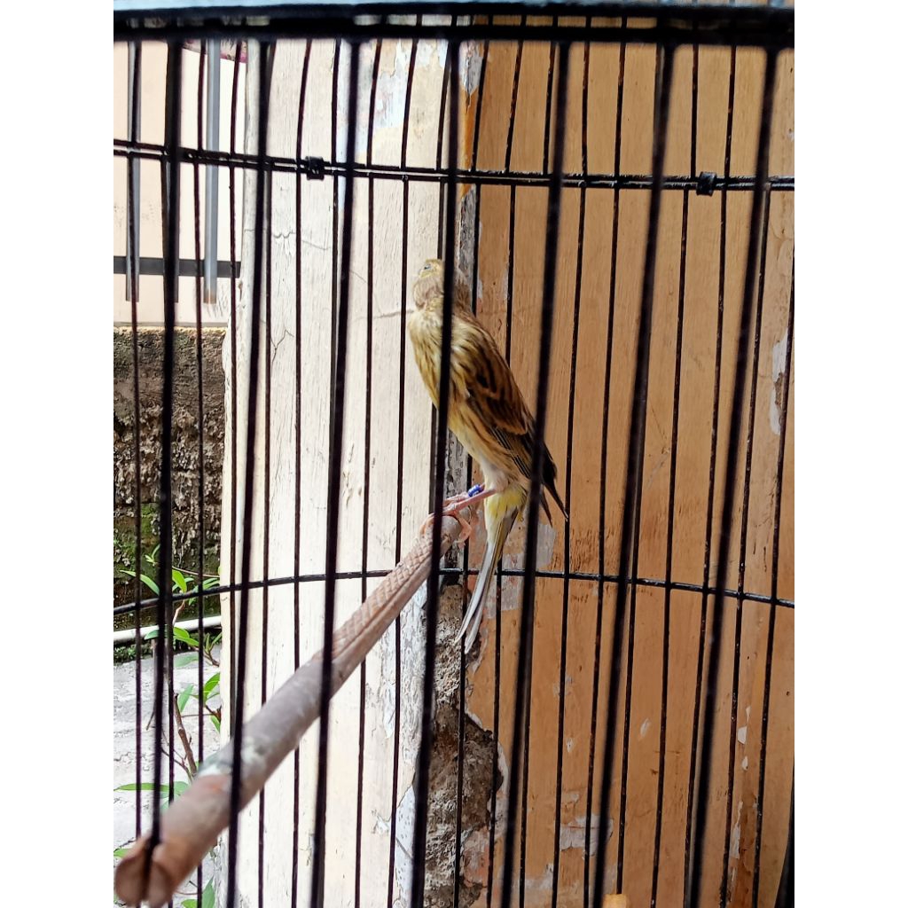 kenari scottfancy kenari sf lokal jantan betina