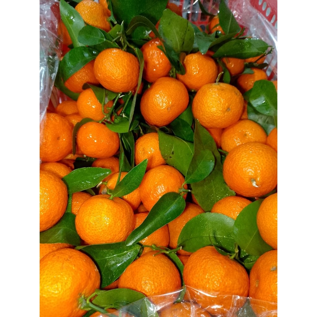 BUAH JERUK  SANTANG DAUN / JERUK  SANTANG MANDARIN