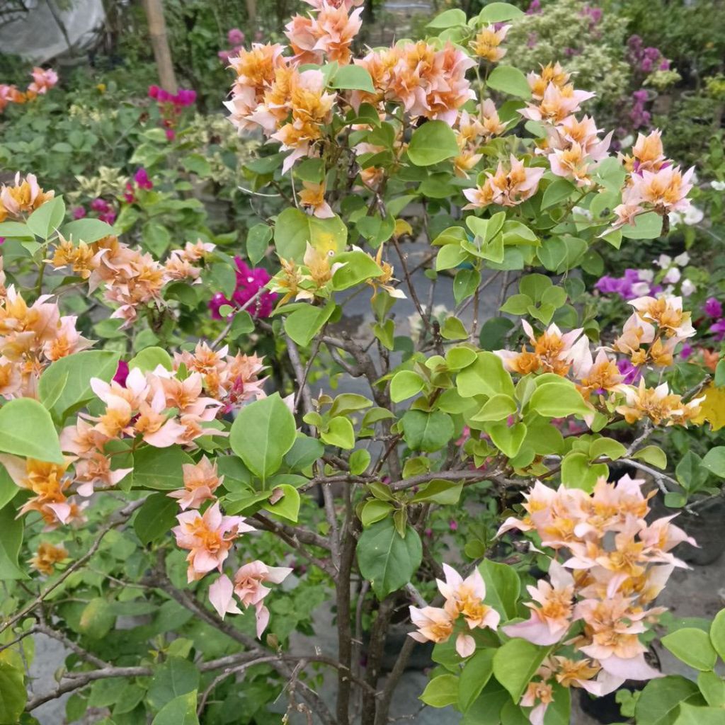 BIBIT BUNGA BOUGENVILLE HIDUP ID HAWAI ORANGE ORIAN