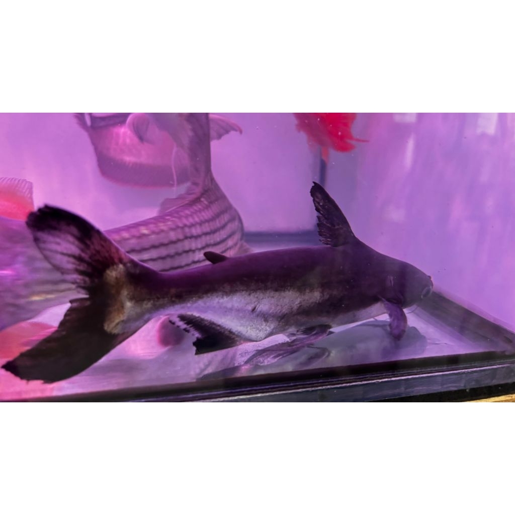 Ikan Genghis Khan Ikan Hiu Air Tawar Size 18-20cm