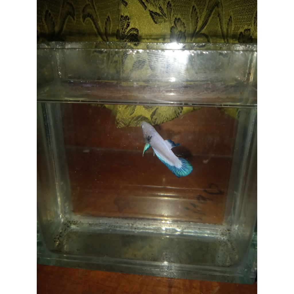 Hiasan Aquarium cupang blue rim