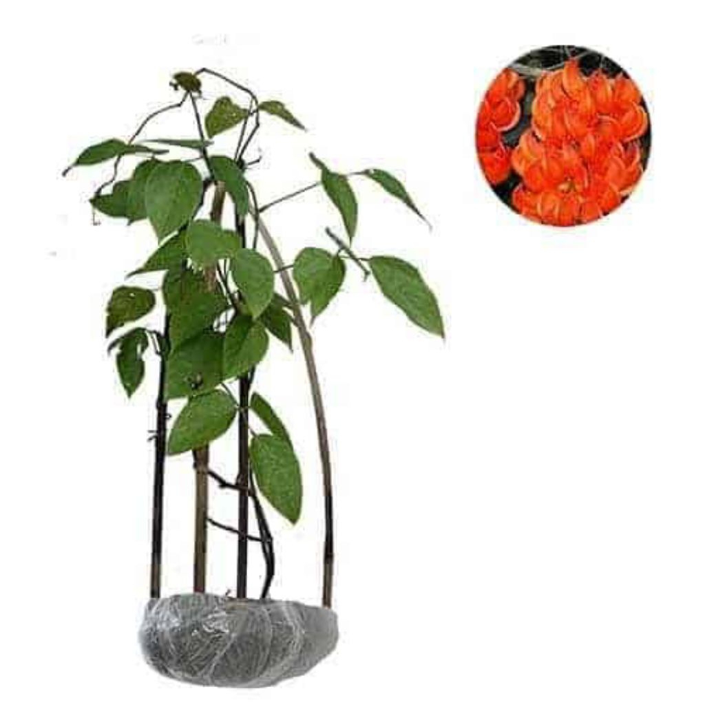 Tanaman Flame of irian Merah/tanaman hias rambat
