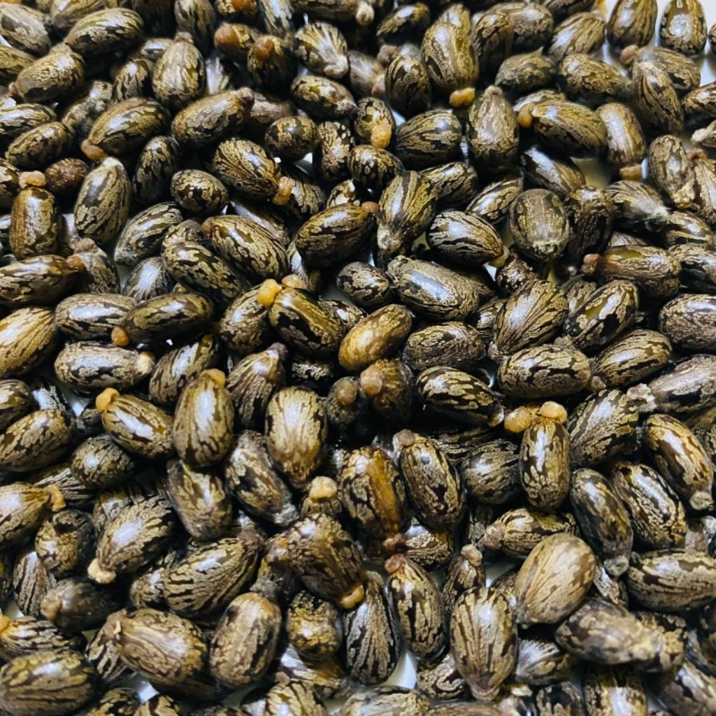 BIJI JARAK KECIL / KEPYAR