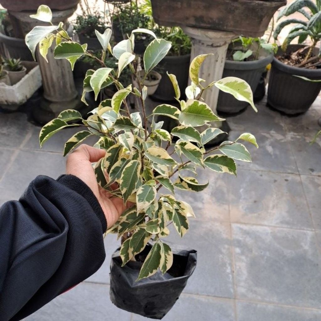 BAHAN BONSAI BERINGIN PUTIH