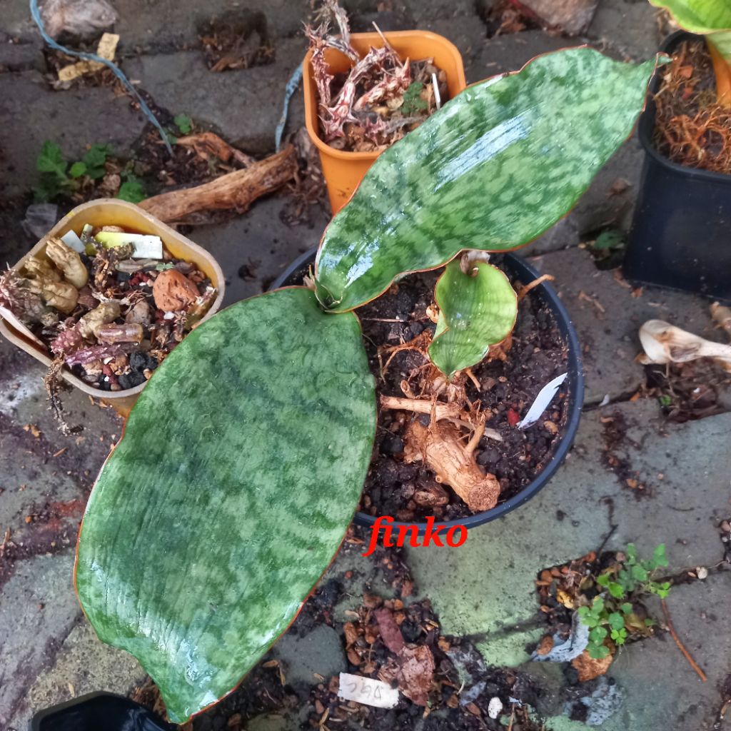 rare sans! ES. 22582. sansevieria sp. sumbawanga, Tanzania.