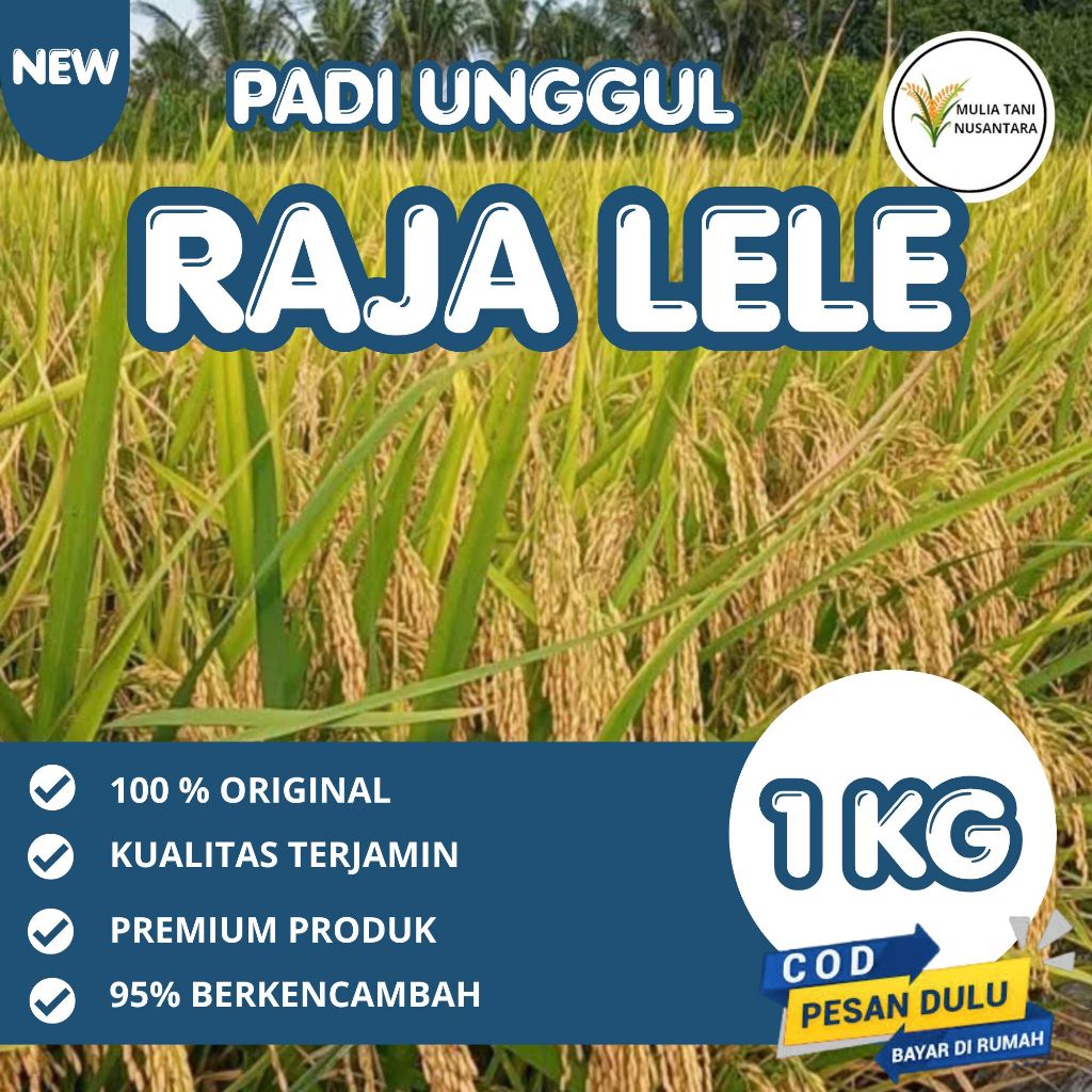 Padi Rojolele / Padi Rojolele / Biji Padi Unggul Rojolele / Kemasan 1 Kilogram