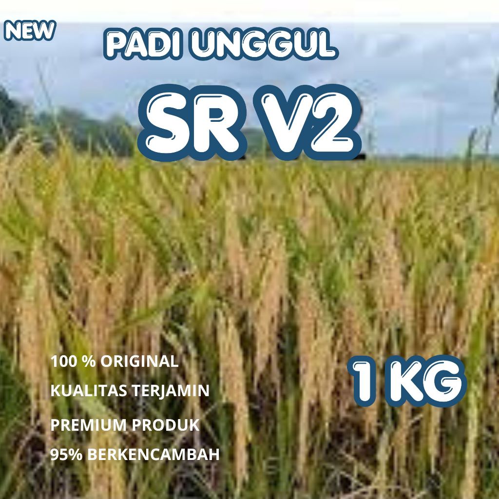 Padi Unggul SR Super Genjah Terbaru / Biji Padi Unggul SR