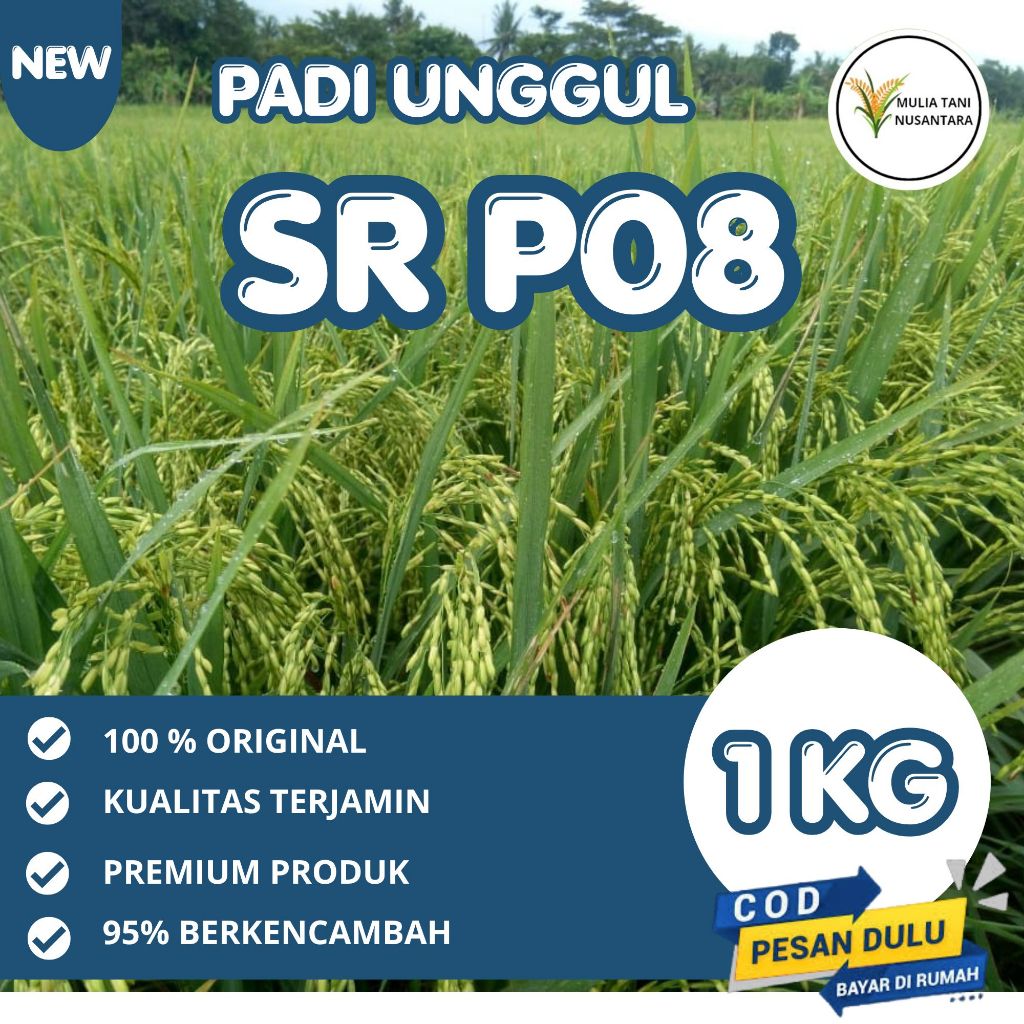 benih padi SR P08 Ultra genjah ORIGINAL 1kg padi super genjah 65 hst