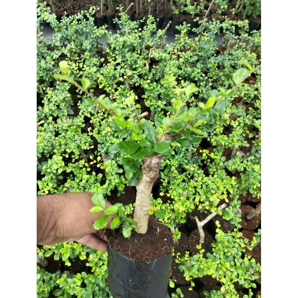 BIBIT BONSAI HOKIANTEA BUNGA - SEHAT & SUBUR
