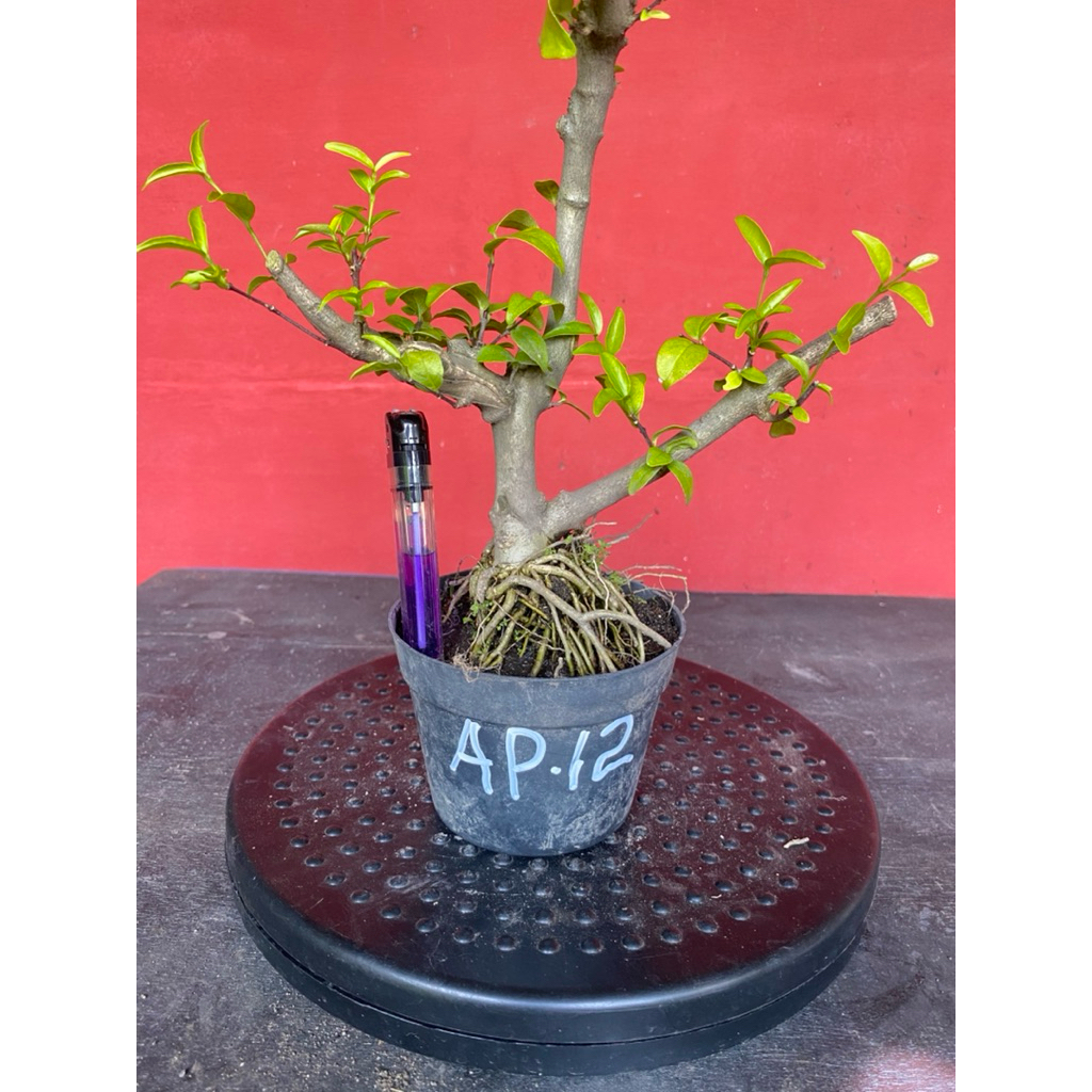 Bahan bonsai bunga anting putri Ap 12