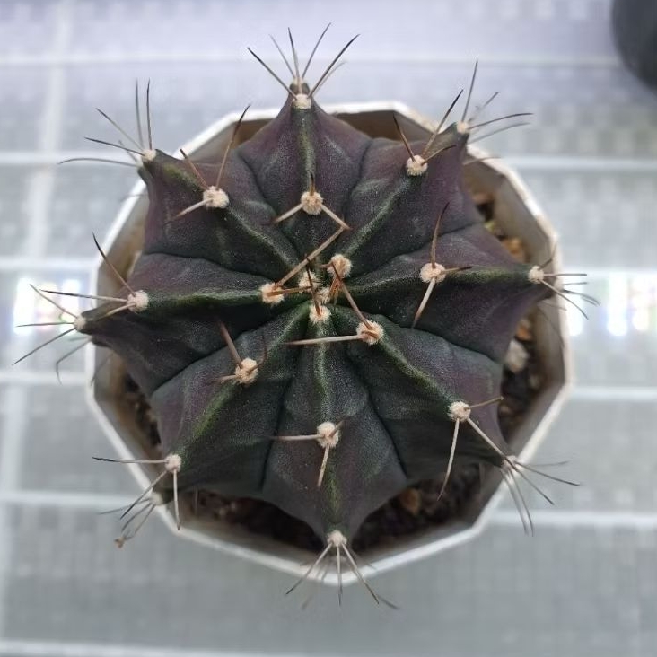 Kaktus Gymno hijau ungu (Gymnocalycium mihanovichii)
