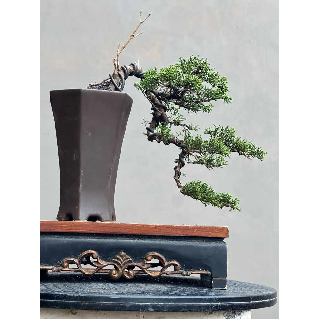Bonsai cemara sargenti itoigawa original