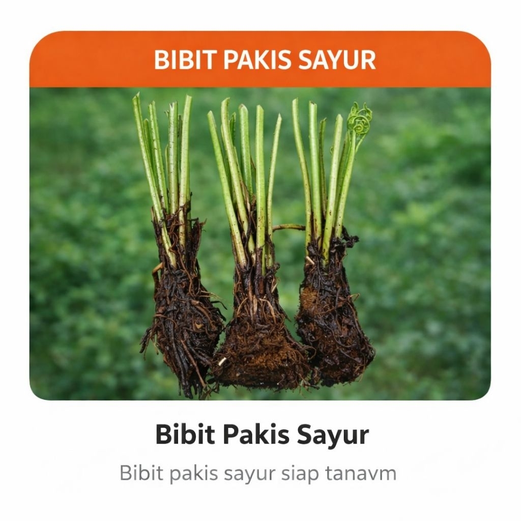 [Paket 3 Bibit] Benih Bibit Tanaman Pakis Sayur Siap Tanam