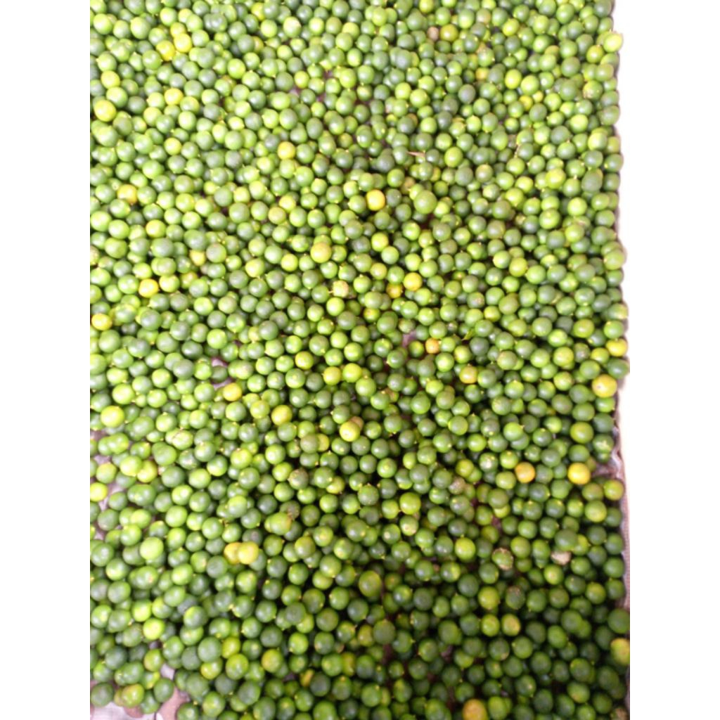 jeruk peras sonkit/ kunci