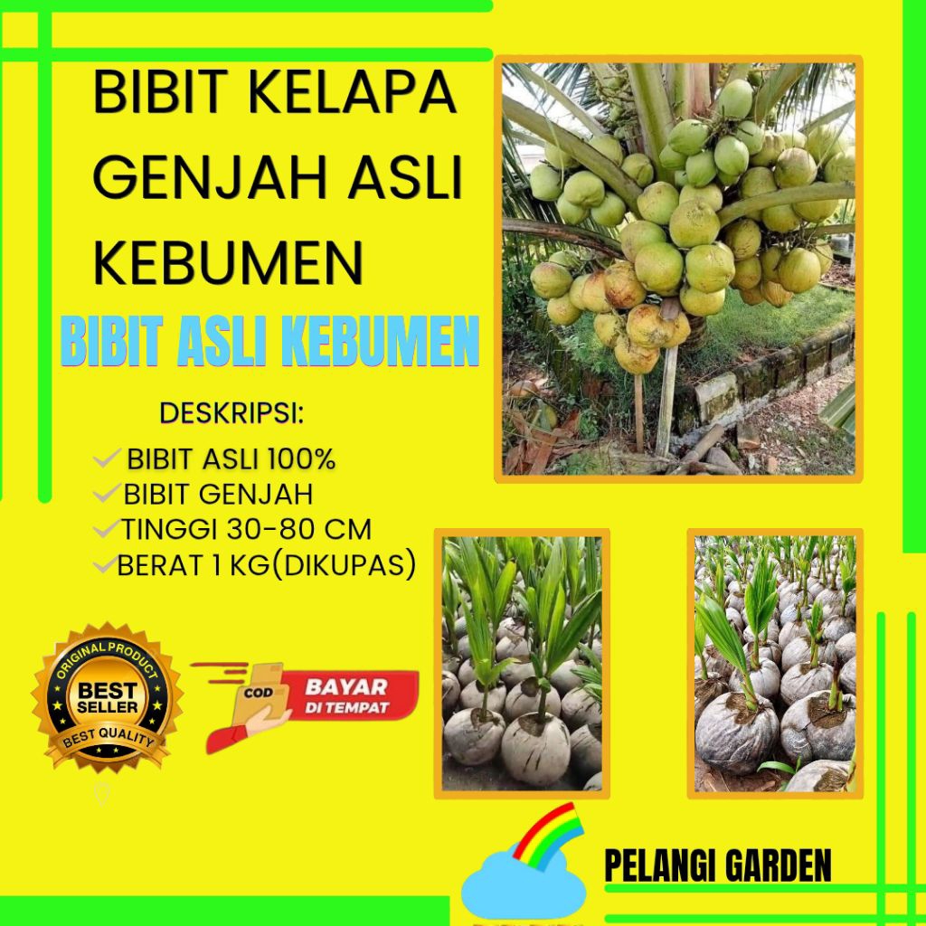 TERPERCAYA  Bibit Kelapa Genjah Entok Asli, Bibit Kelapa Genjah Entok Super, Bibit Kelapa Pendek Asl