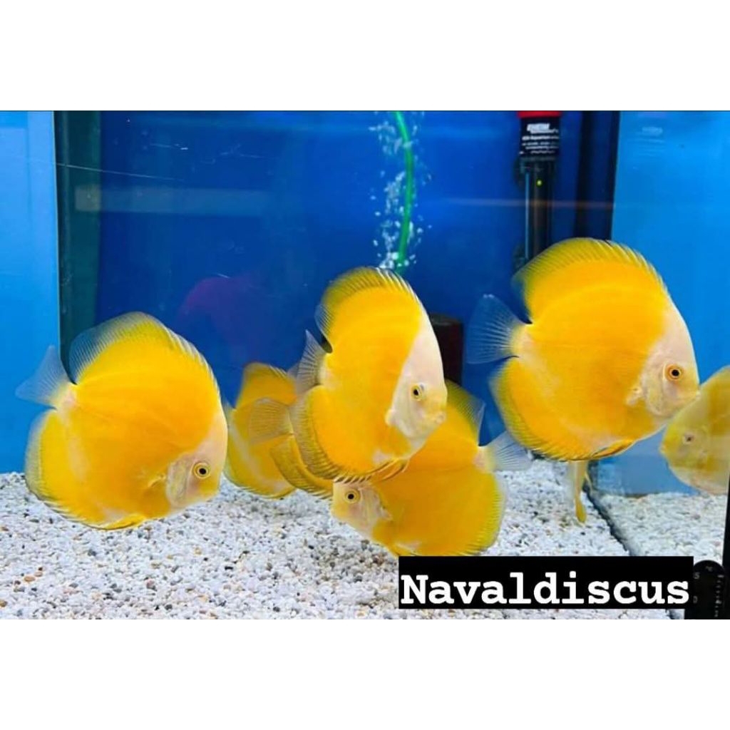 Discus aquascape yellow Golden ikan hias aquarium