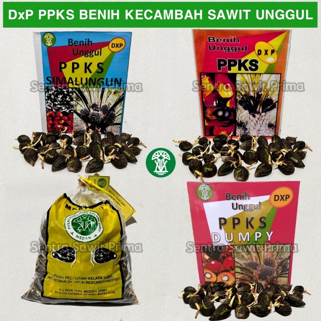 Bibit Kecambah Sawit Marihat Dumpy PPKS 239 Original Bersertifikat – Benih Polong Unggul Premium