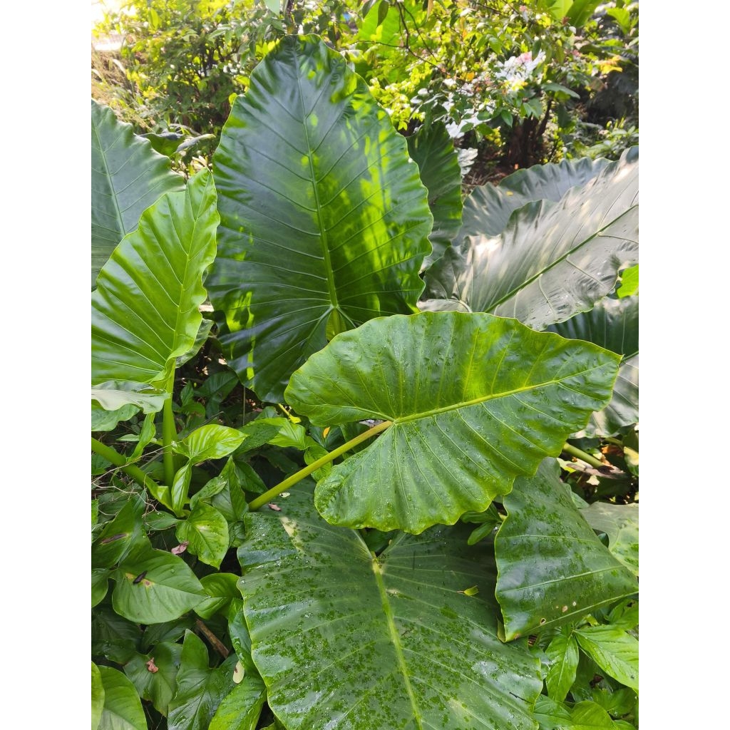 Daun Sente untuk pakan ikan gurame dan ikan nila