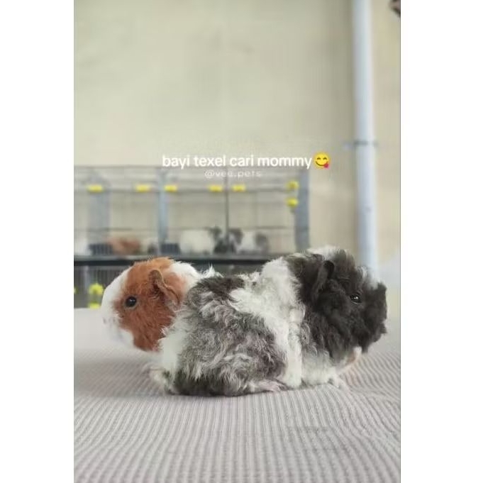 Marmut Texel - Guinea Pig - Boneka H1dup Jinak Sehat