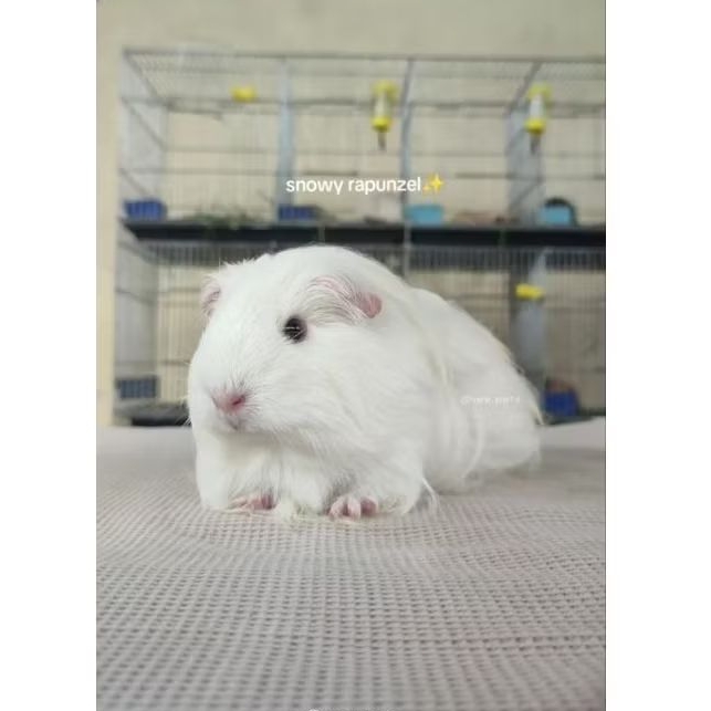 Marmut Silkie - Guinea Pig - Boneka H1dup Jinak Sehat