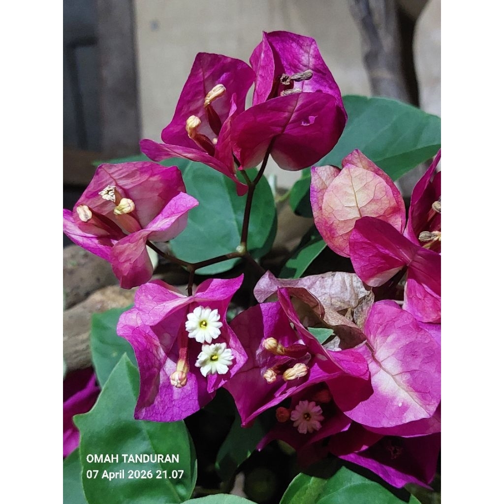 batang stek bunga bougenville import