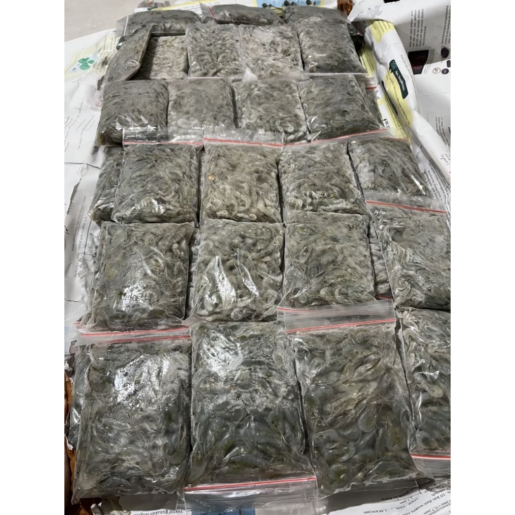 udang beku pakan ikan predator