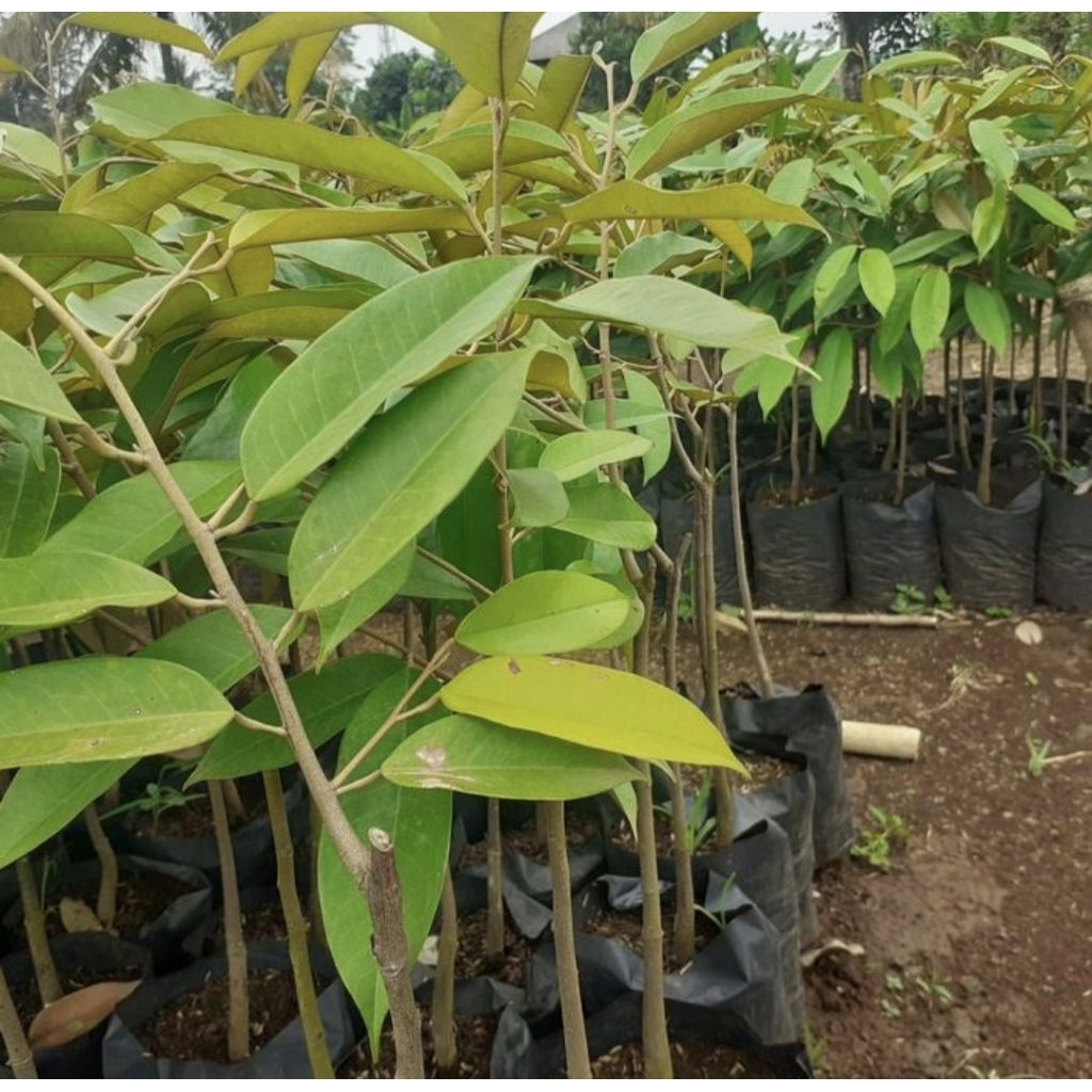 Pohon Durian Musang King Okulasi Bibit Tanaman Pohon Buah Durian Musang King