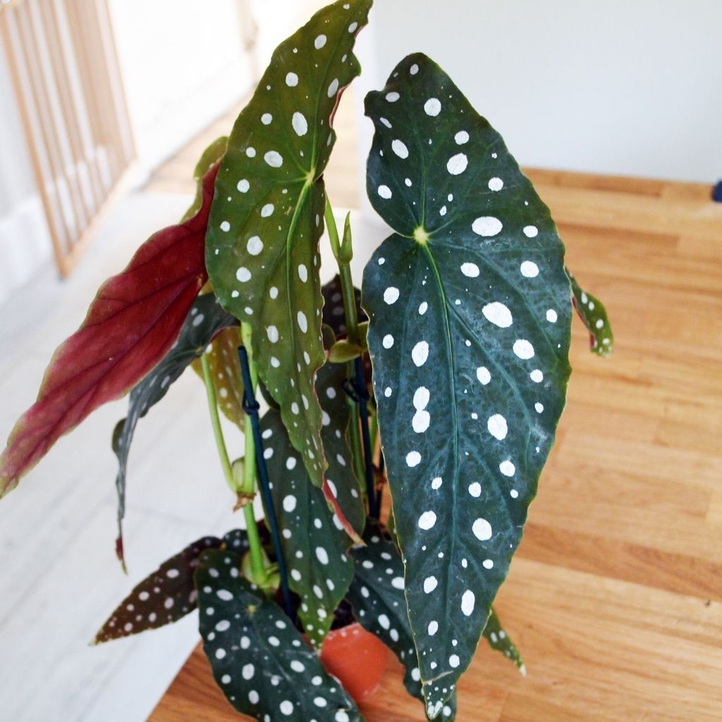 Tanaman Begonia Polkadot / Polka Dot Begonia / Angel Wing Begonia / Begonia Maculata