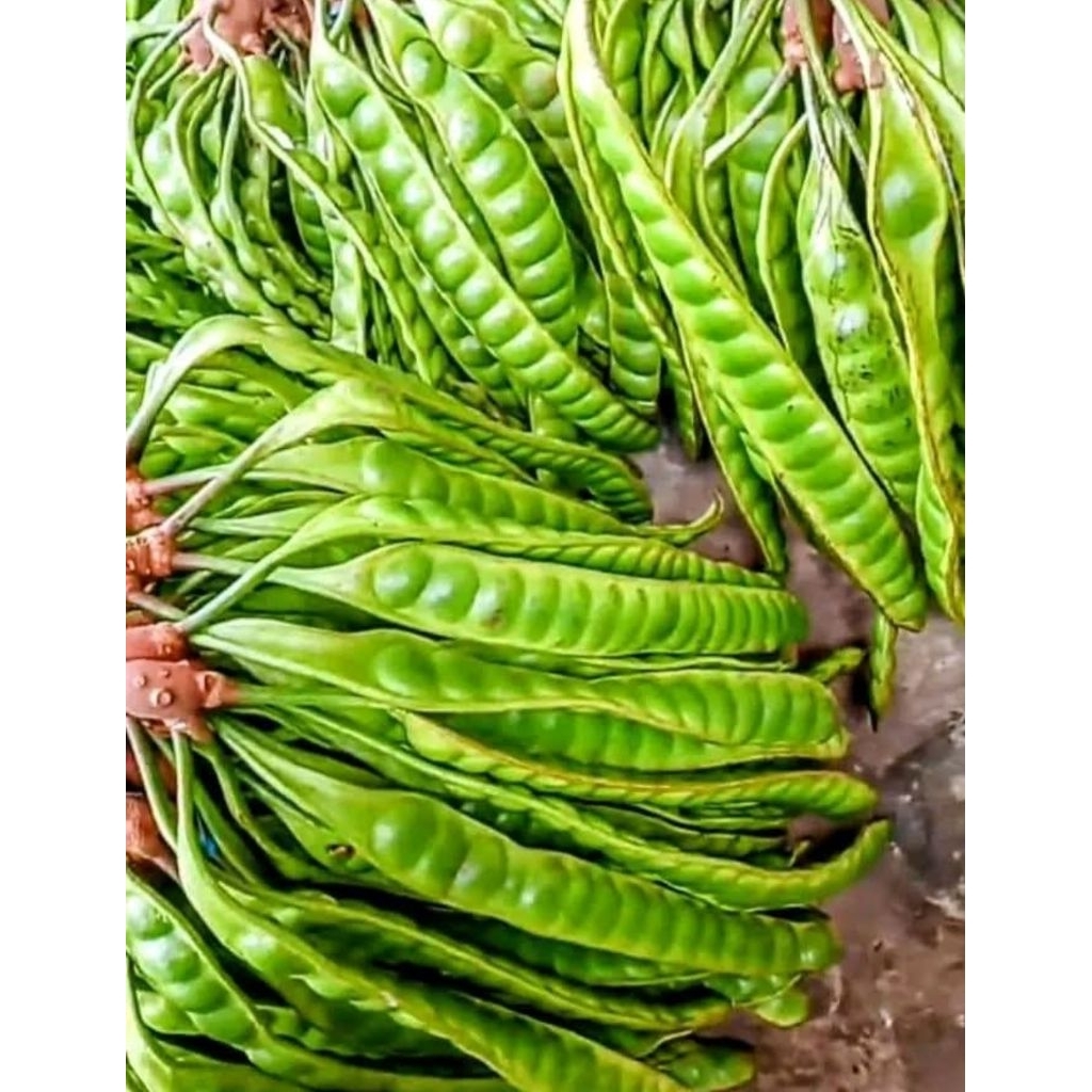 pete / petai segar lokal boyolali, harga per papan/ lonjor. dikirim dalam keadaan fresh.