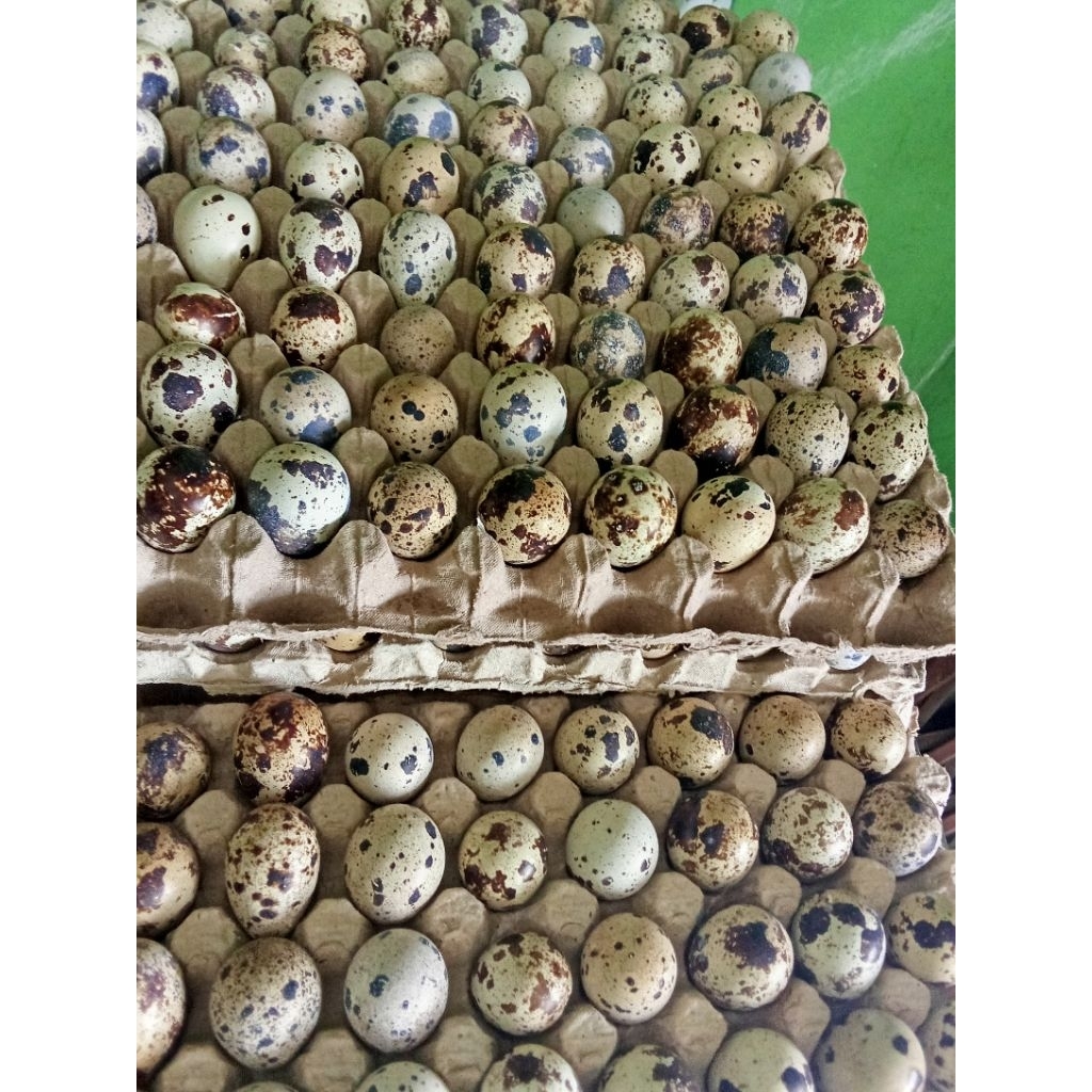 Umpan Gt Lele Tapuy umur 10 Hari