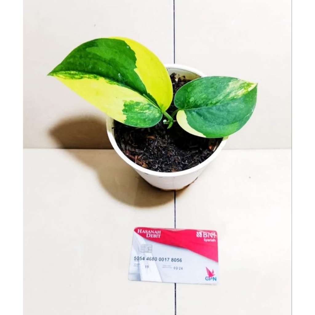 SCINDAPSUS JADE SATIN VAR KUNING