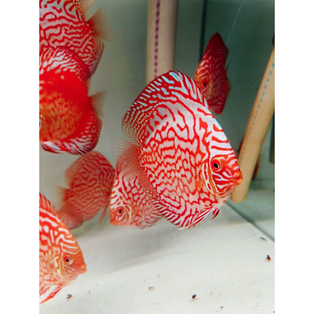 IKAN DISCUS PIGEON CHECKERBOARD 3&3,5" TOP GRADE