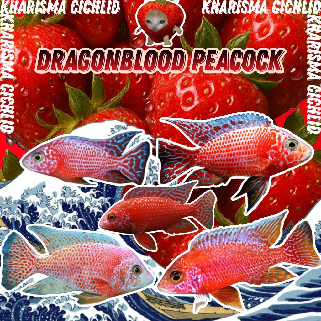 Dragonblood Peacock Cichlid Murah