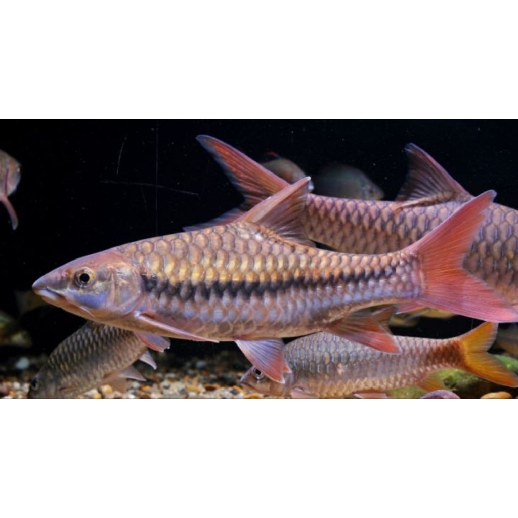 (stiker) Tor Sinensis 4-5 cm Super red