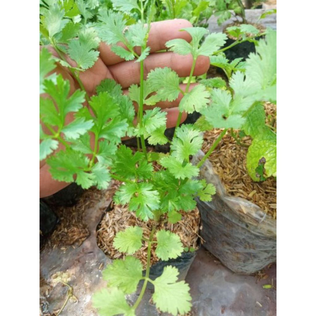 tanaman herbal ketumbar
