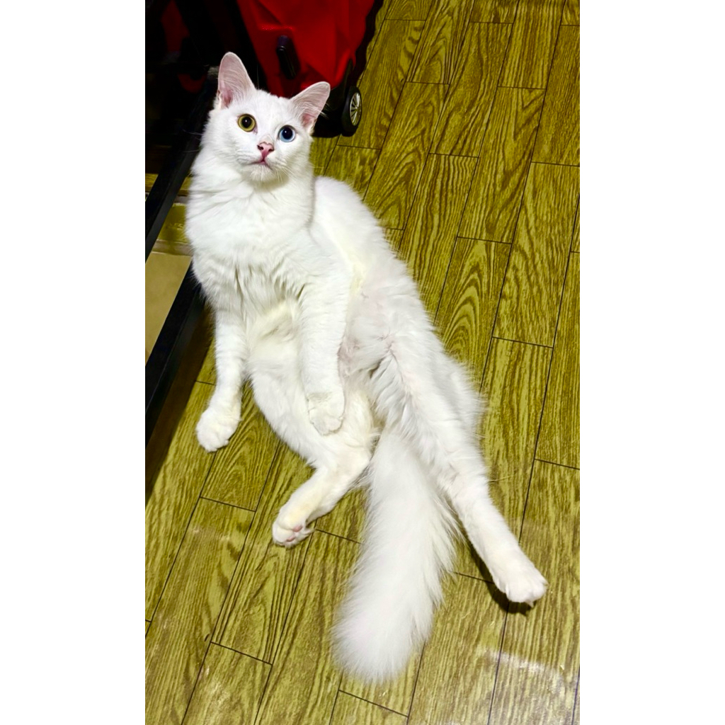 persia odd eye jantan