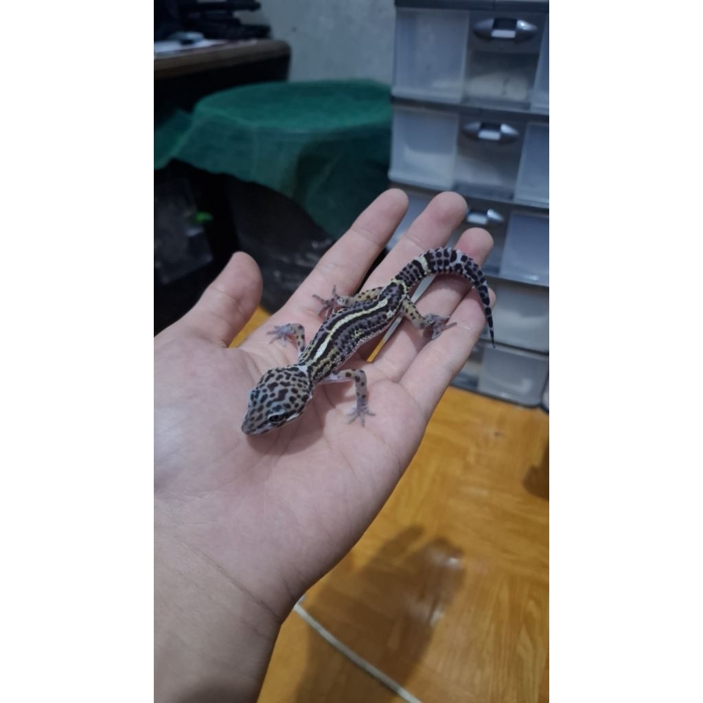 Leopard Gecko Male - Macksnow Black Night - Usia Juve Jantan Sehat Mulus Gelap