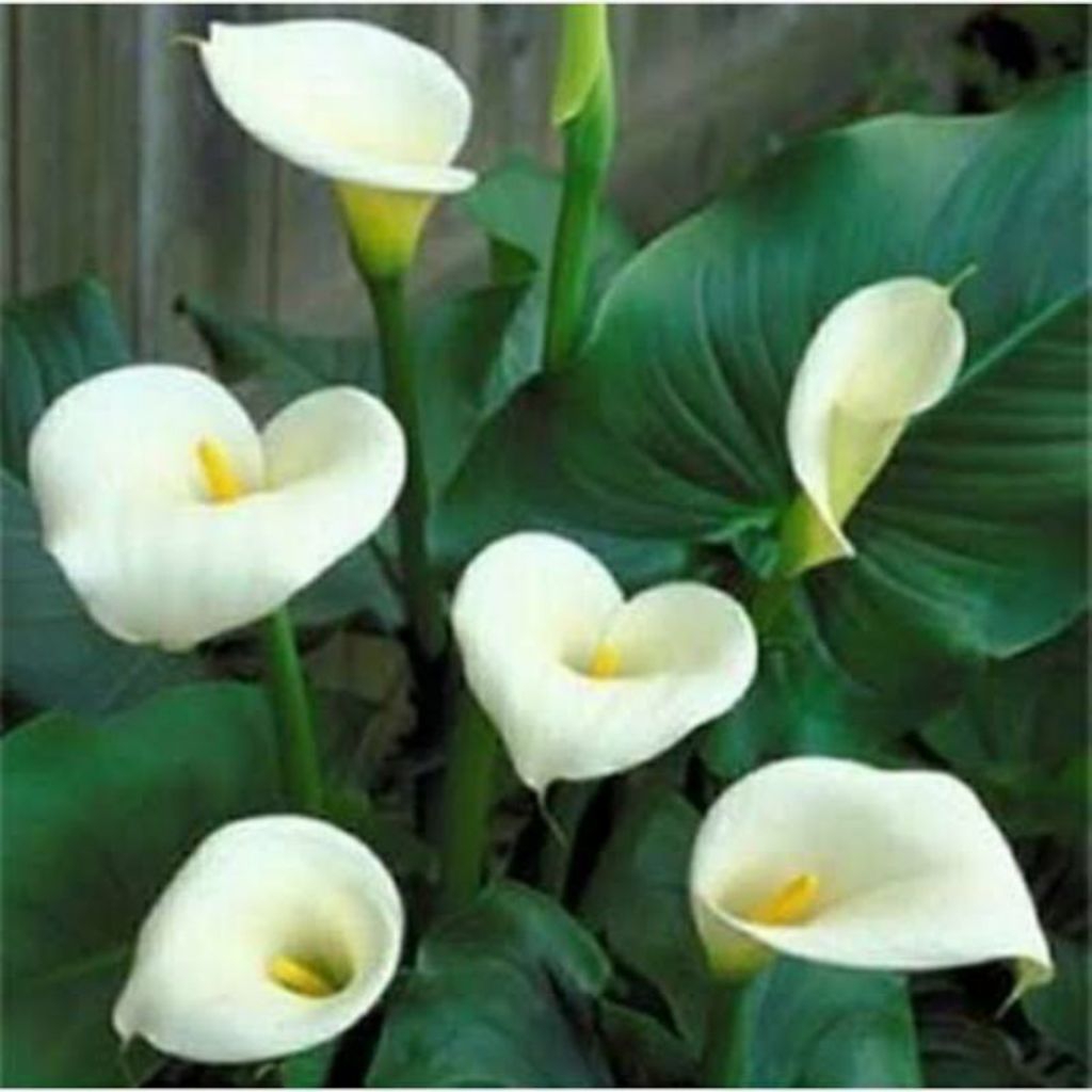 tanaman hias calla lily