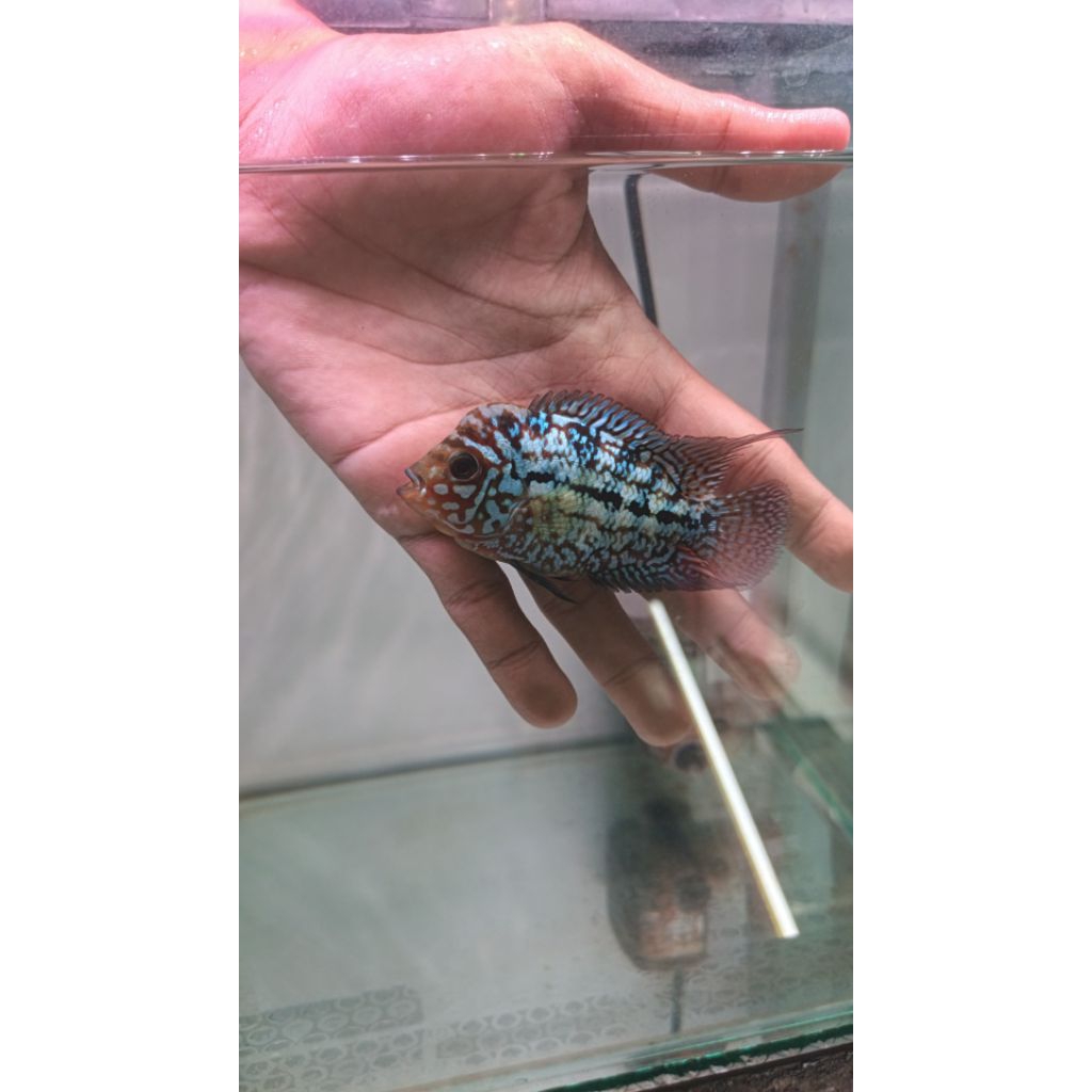 Louhan Kamfa F2 Thailand