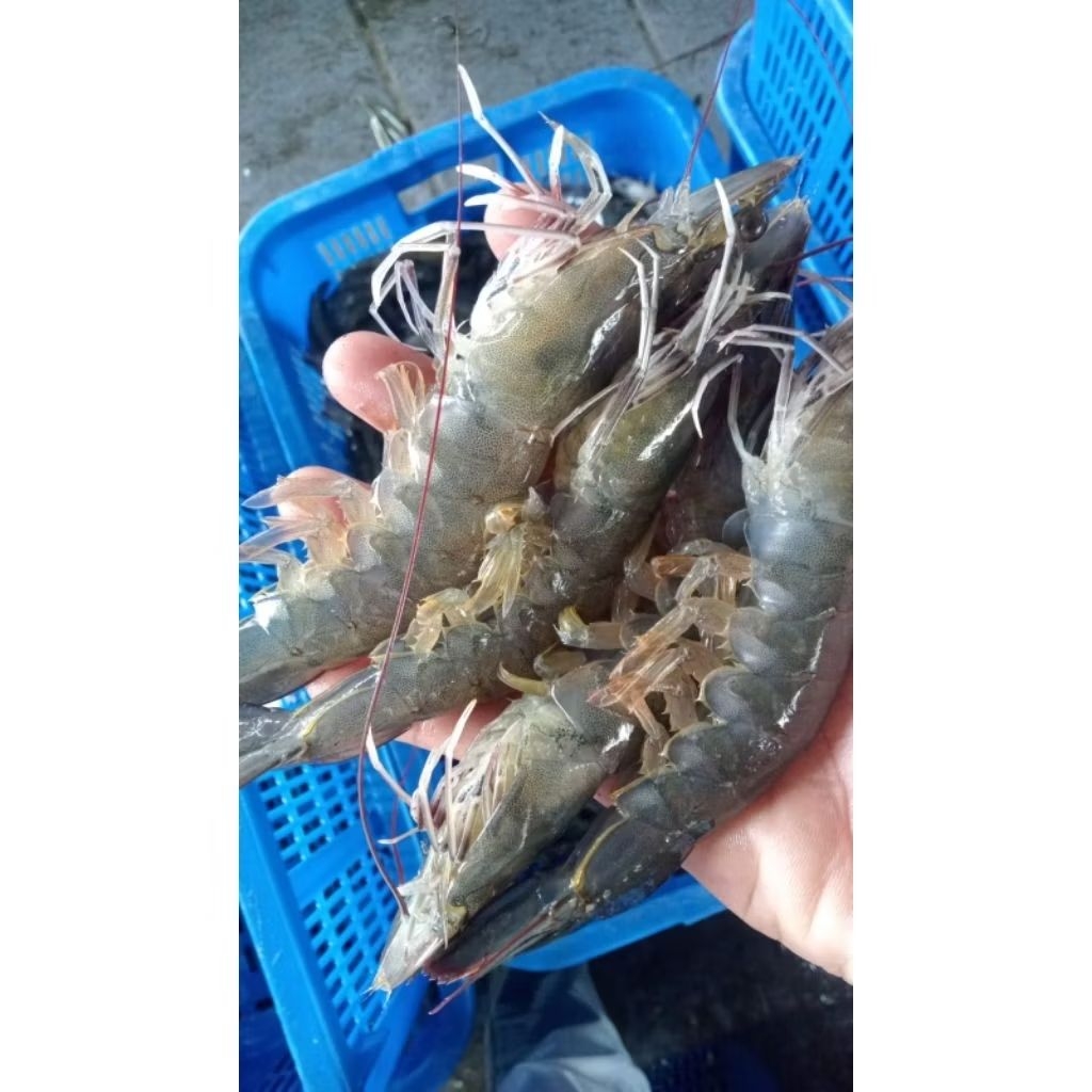Udang Vanamei BESAR 1kg size 25 - 30
