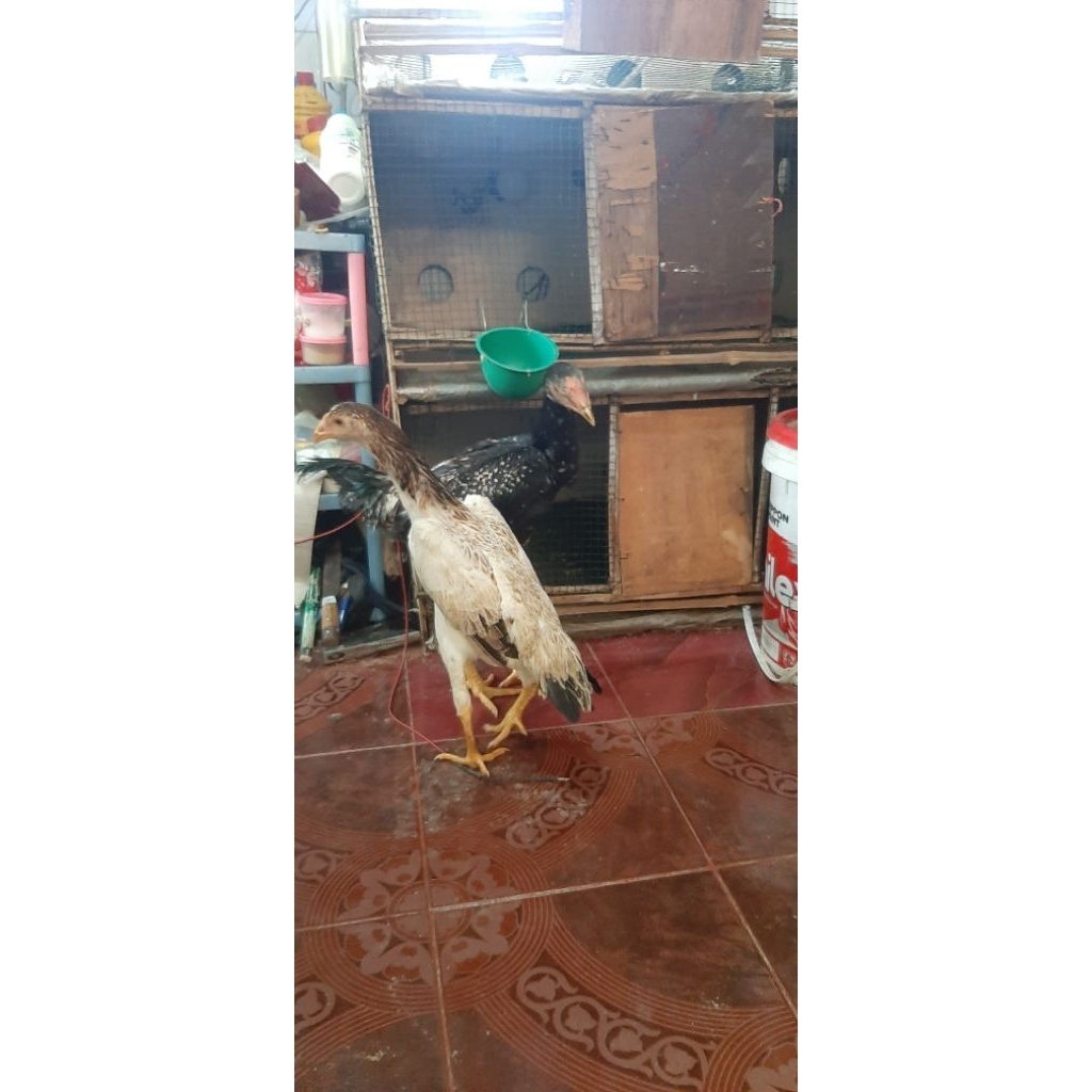 O SHAMO JEPANG LINE BUTCIBAN HARGA PER PASANG DAN JANTAN SAJA