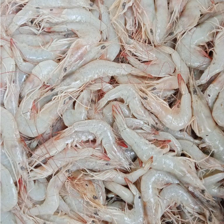 Udang Api 1Kg Udang Api Segar Udang Segar Udang Laut