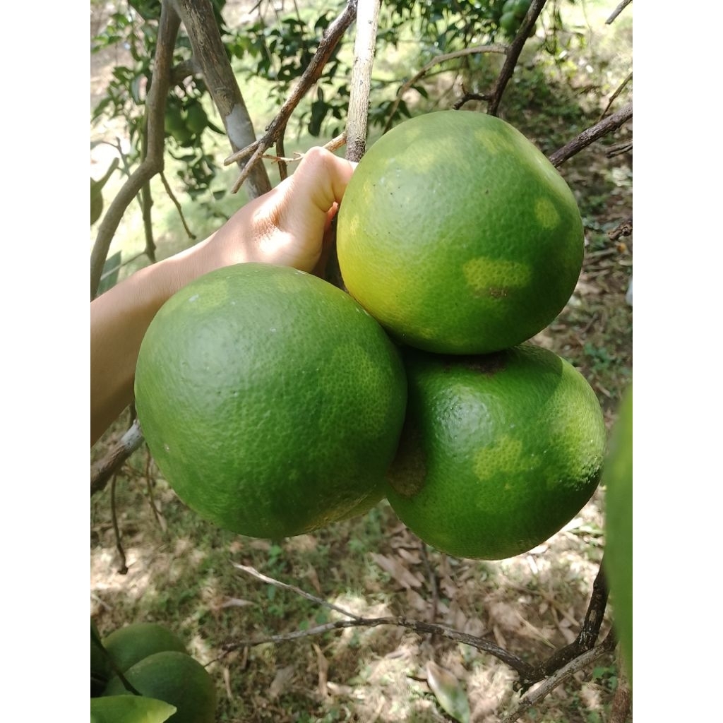 Ready JERUK BABY JAVA | JERUK SANGKIS MADU|manis