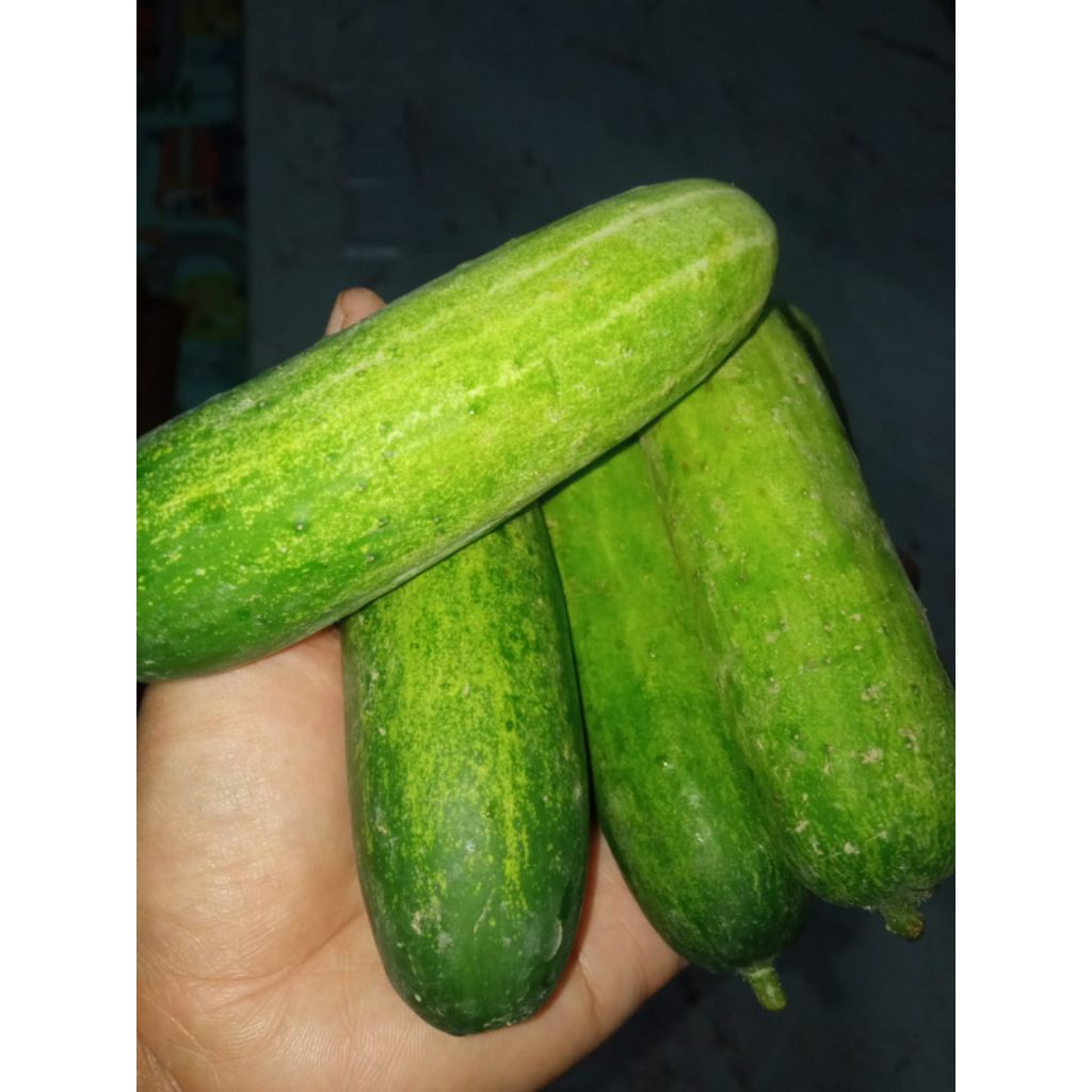 Timun baby segar 1kg